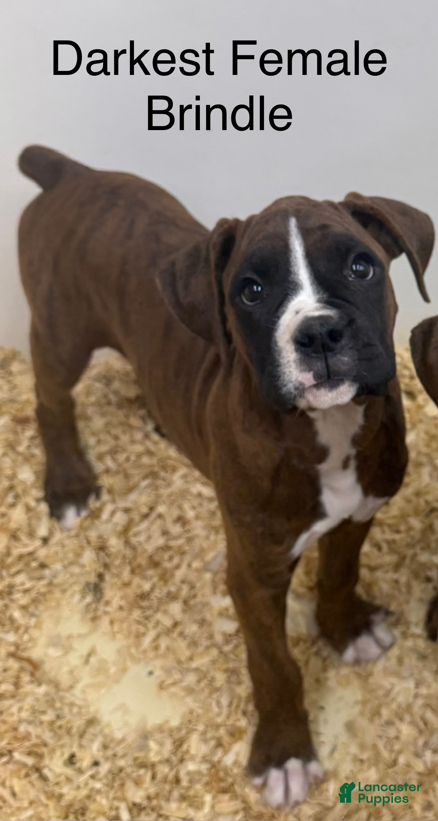 Boxer dogs Boxer 4 - Ad 11