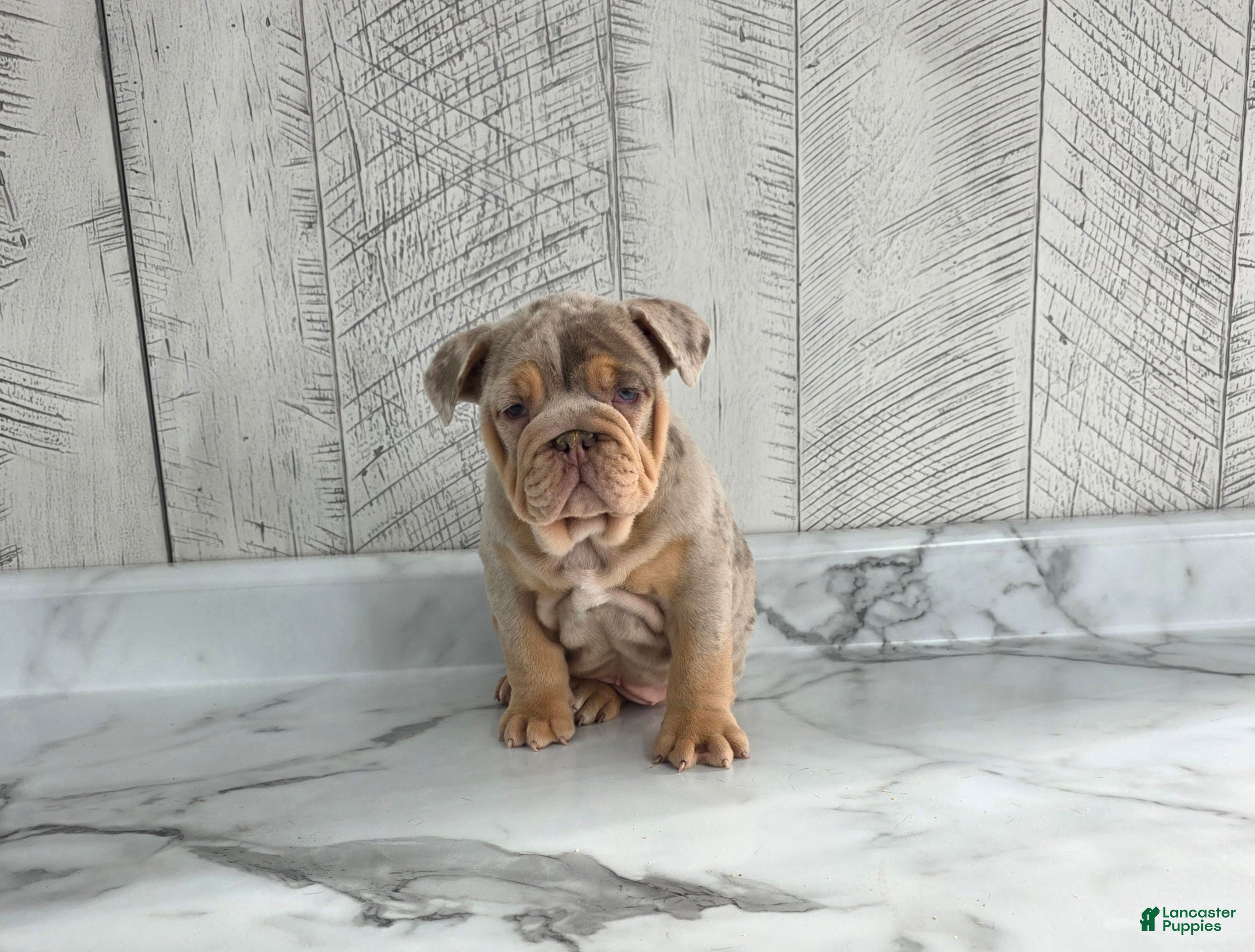 Olde English Bulldogge dogs Stella - Ad 23