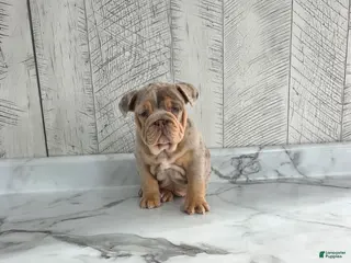 Olde English Bulldogge dogs Stella - Ad 21