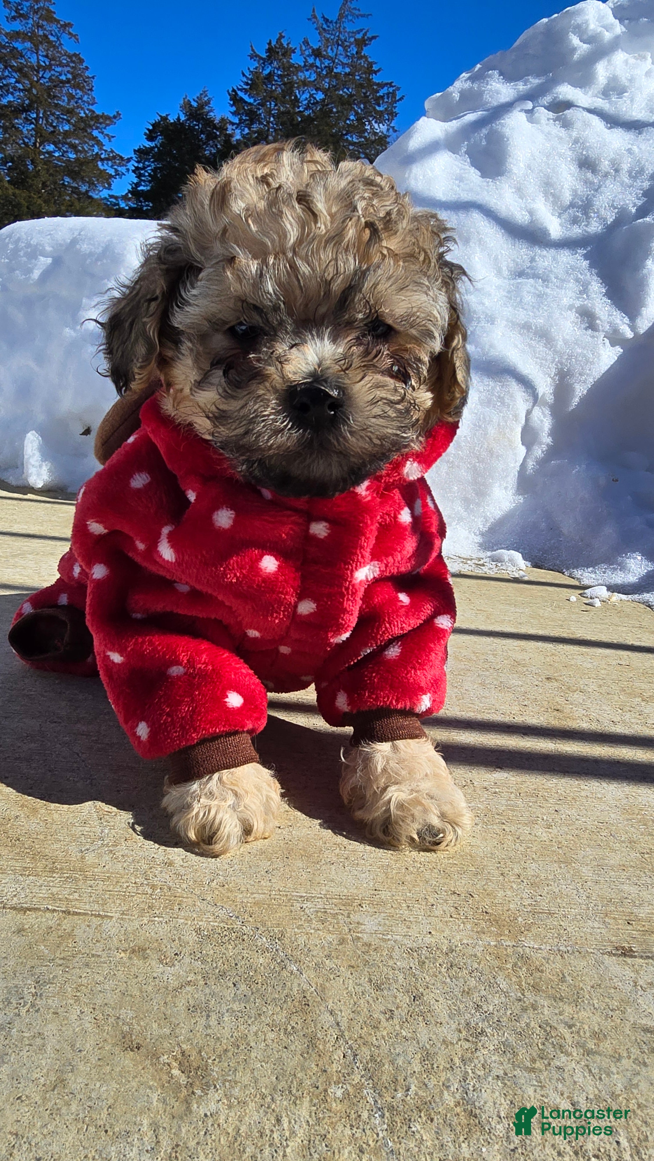 Toy Poodle dogs Lake  - Ad 2