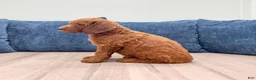 Mini Goldendoodle dogs for sale: Odie - Ad 5