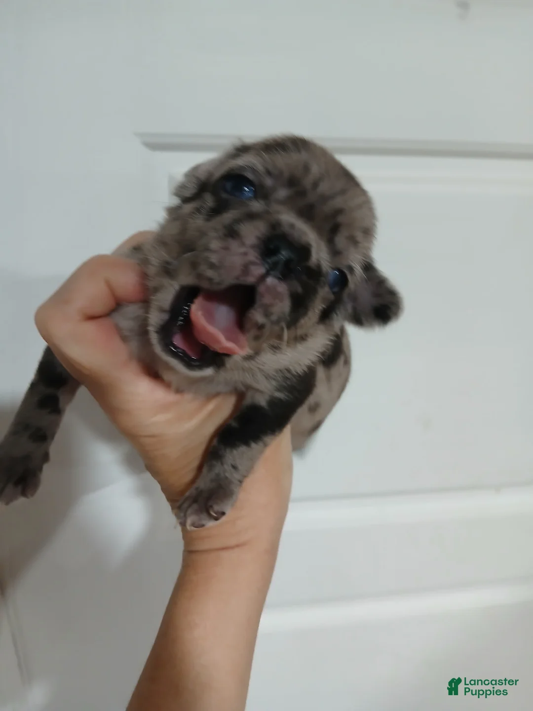 Pug dogs for sale: Pug Male 1 - Ad 1