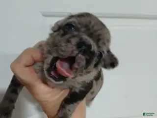 Pug dogs Pug Male 1 - Ad 6