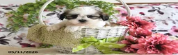 Shih Tzu dogs for sale: Mason - Ad 1