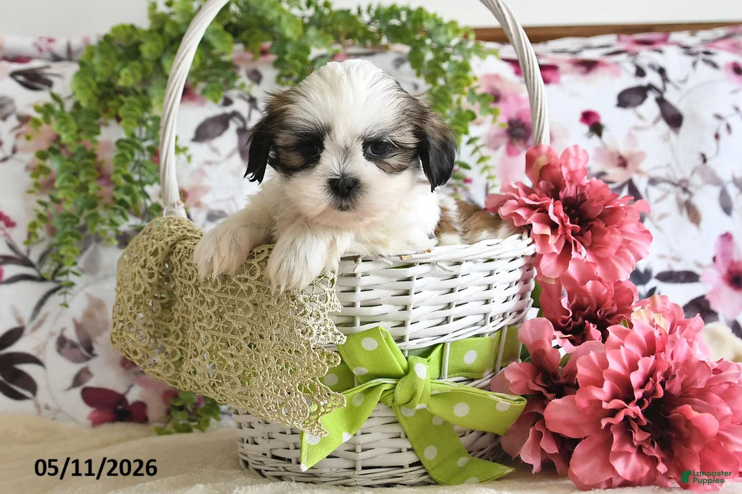 Shih Tzu dogs for sale: Mason - Ad 1