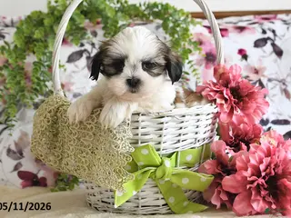 Shih Tzu dogs for sale: Mason - Ad 4