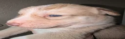Pitsky dogs for sale: Peana - Ad 4