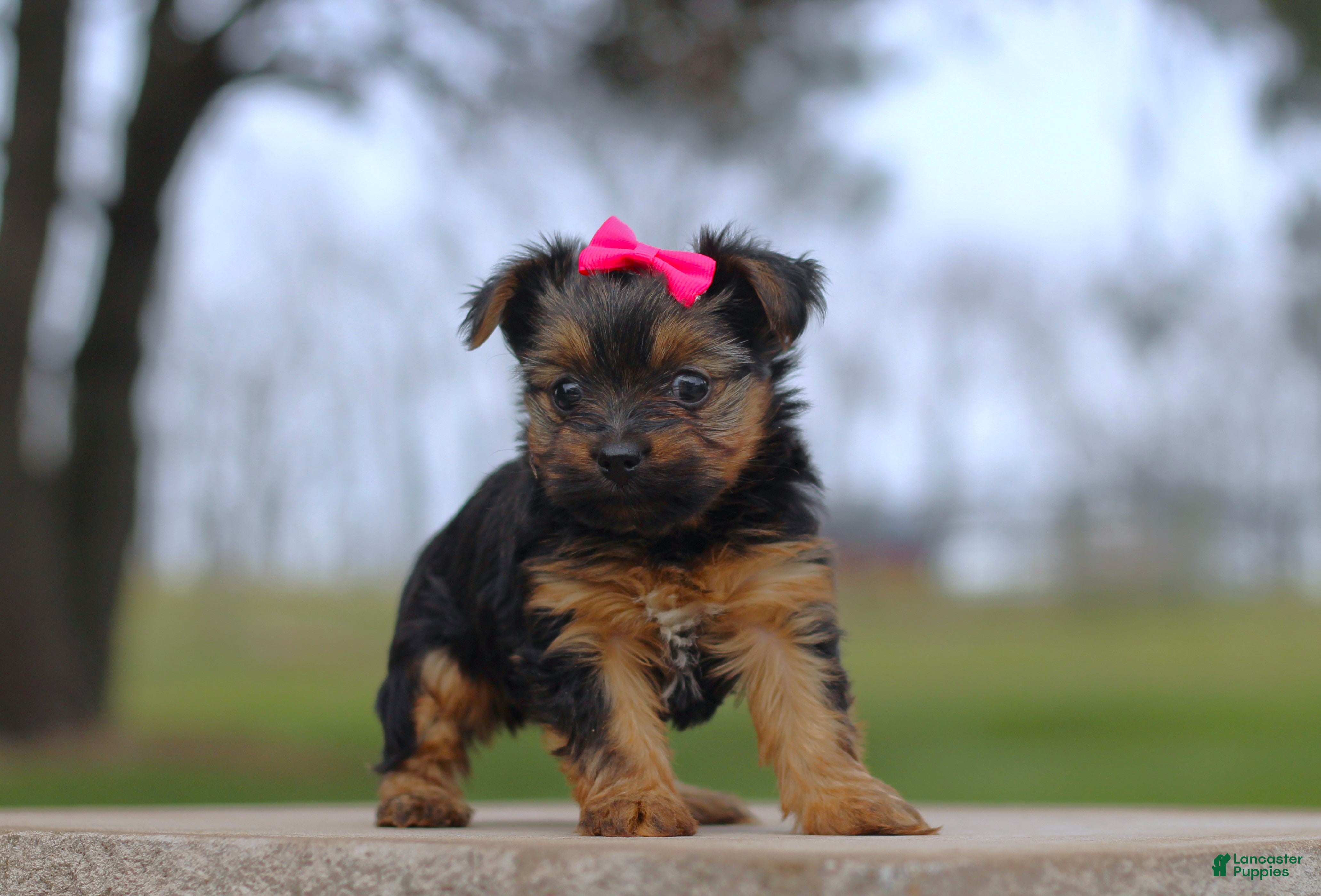 Yorkshire Terrier dogs Raven - Ad 1