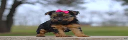 Yorkshire Terrier dogs for sale: Raven - Ad 1