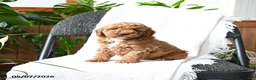 Mini Goldendoodle dogs for sale: Lachlan - Ad 2