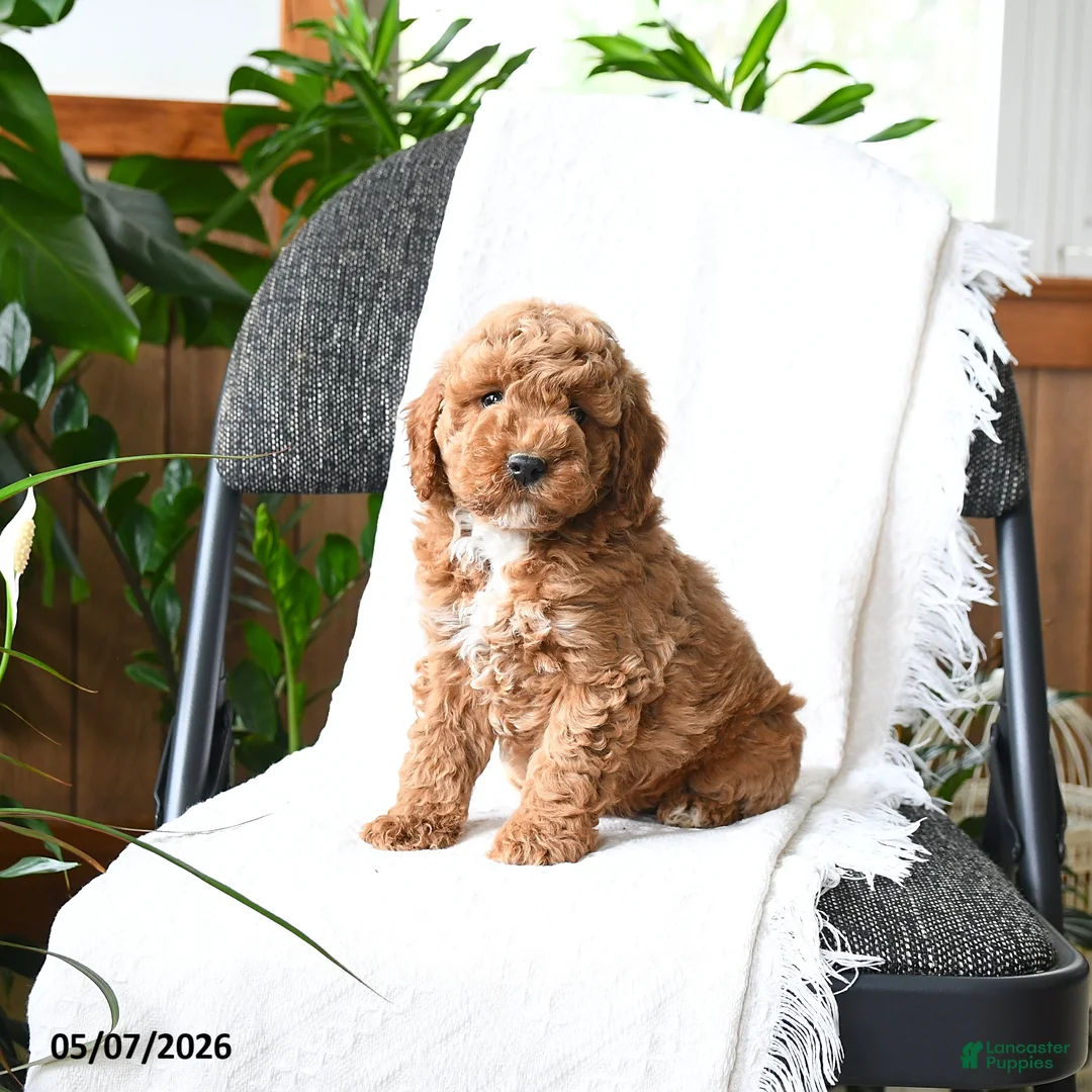 Mini Goldendoodle dogs for sale: Lachlan - Ad 2