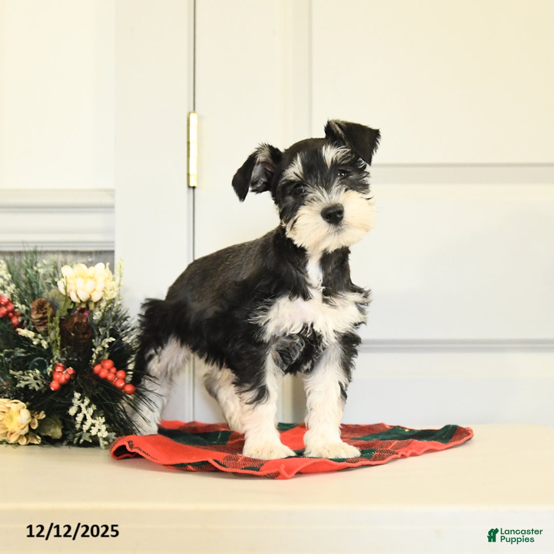 Miniature Schnauzer dogs for sale: Dancer - Ad 4