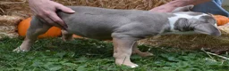American Bully dogs for sale: American Bully 4 - Ad 9
