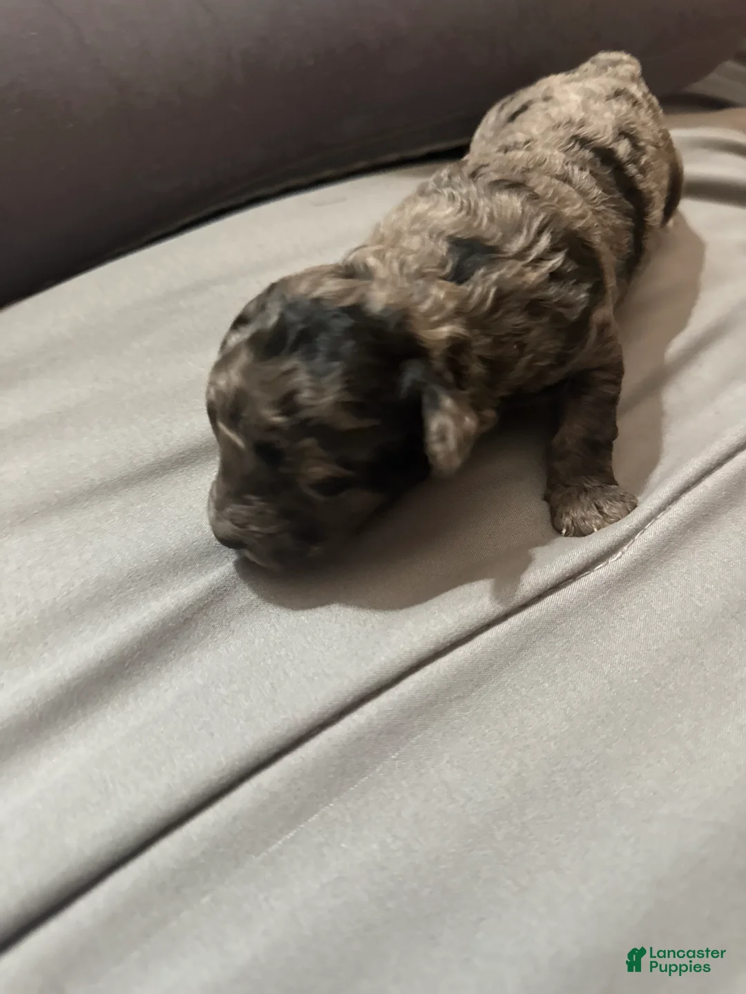 Toy Poodle dogs for sale: Panchito - Ad 6