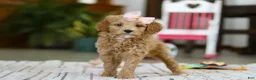 Mini Goldendoodle dogs for sale: Phoebe - Ad 5