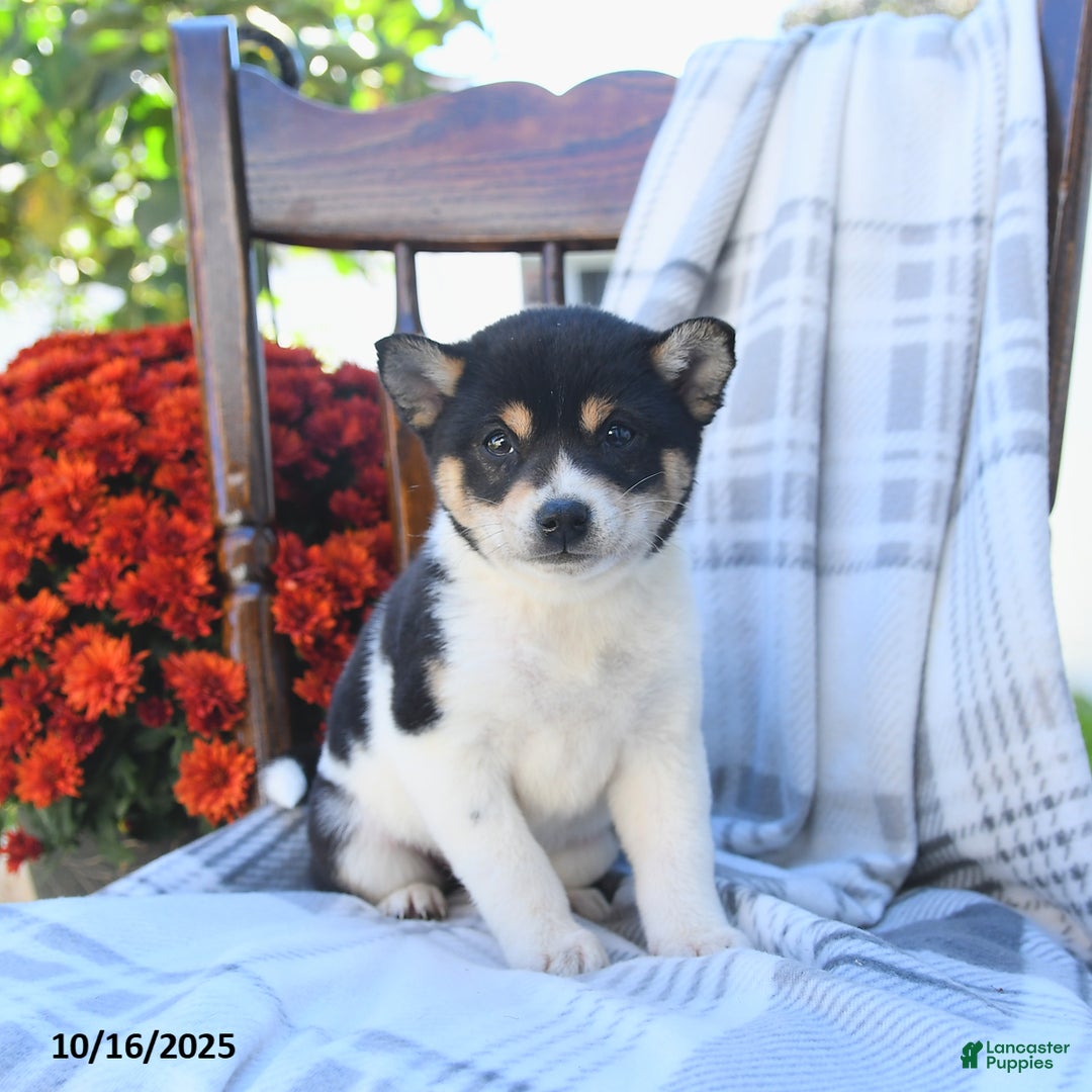 Shiba Inu dogs for sale: Tulip - Ad 9