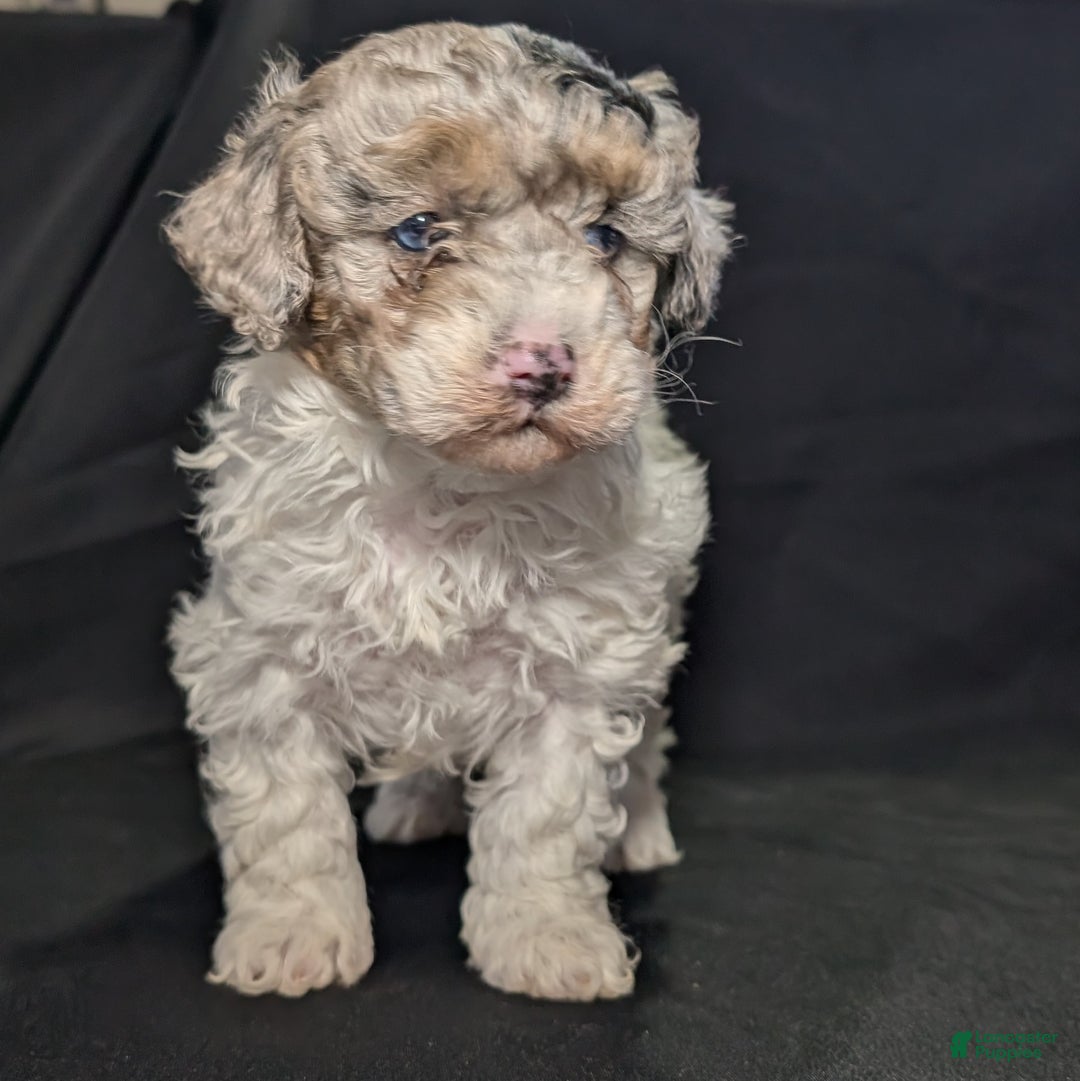 Mixed Breed dogs for sale: Molly  - Ad 6