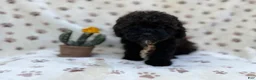 Shihpoo dogs for sale: Buddy - Ad 7