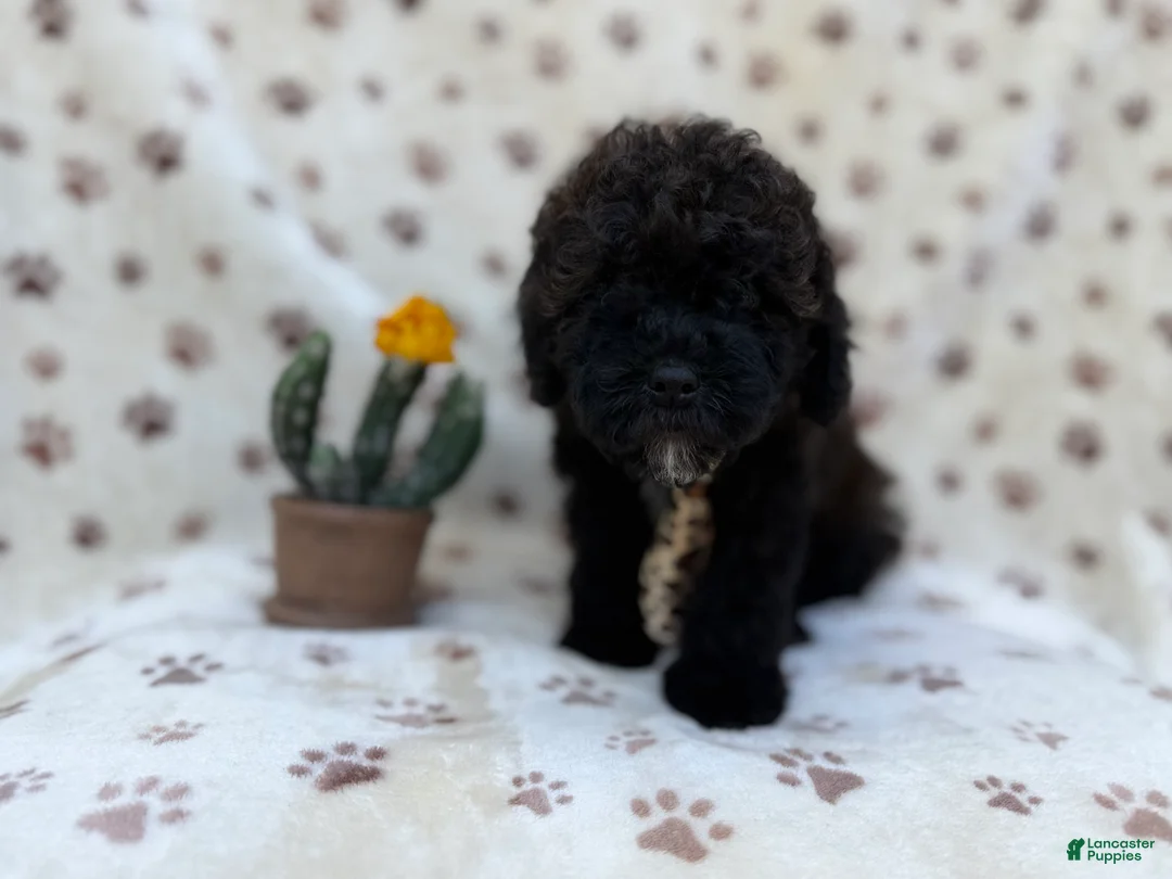 Shihpoo dogs for sale: Buddy - Ad 7