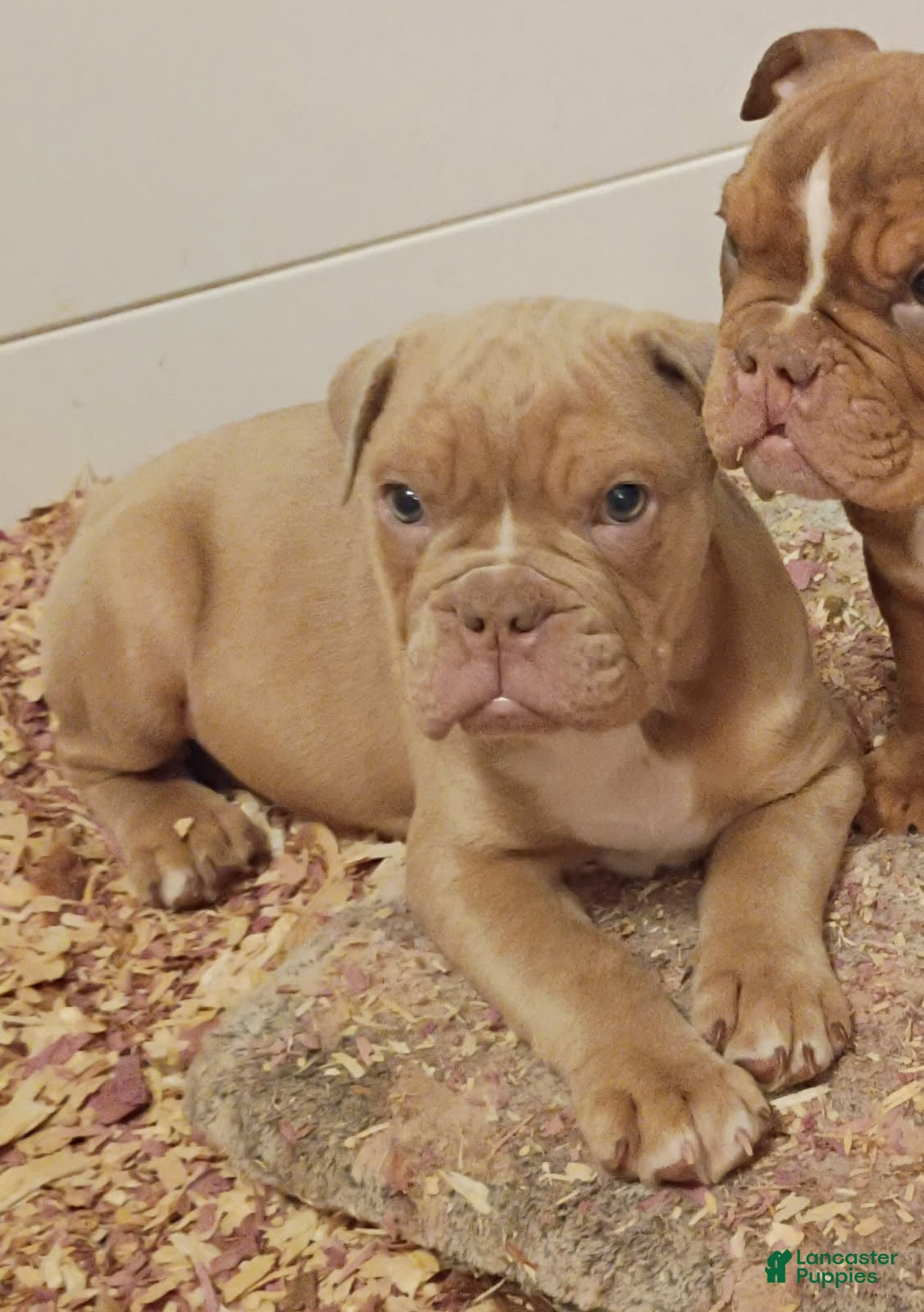 Olde English Bulldogge dogs Olde English Bulldogge Puppy 1 - Ad 10