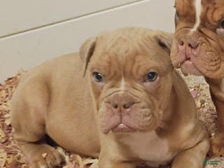 Olde English Bulldogge dogs Olde English Bulldogge Puppy 1 - Ad 32