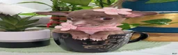 Chihuahua dogs for sale: Chihuahua 2 TEACUP LIL CHOCOLATE - Ad 4