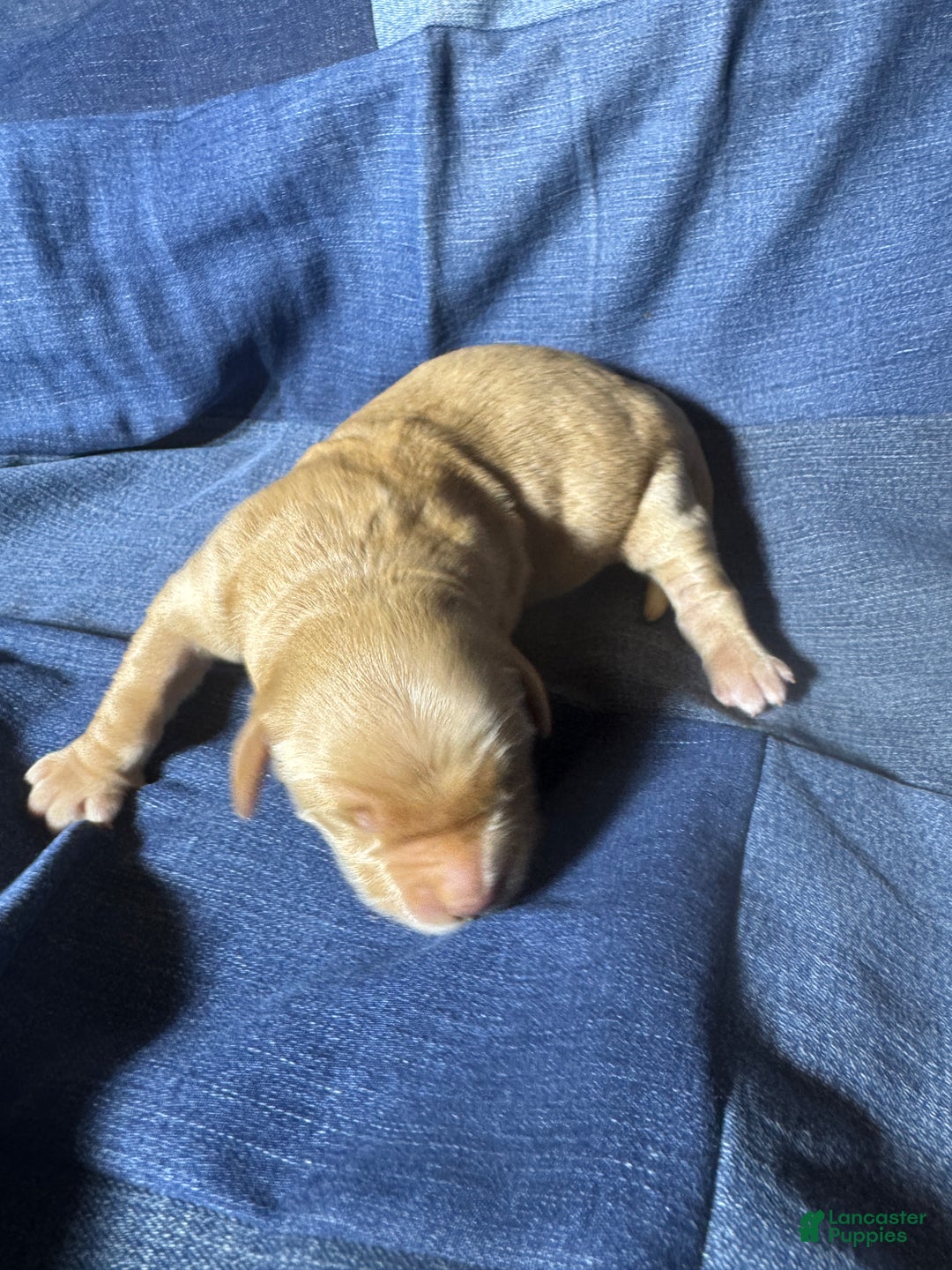 Golden Retriever dogs for sale: Rose - AKC, Genetically Clear - Ad 1