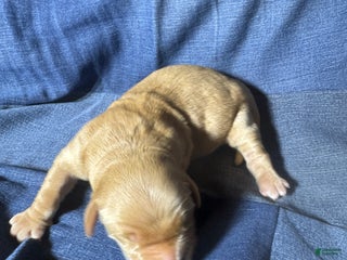 Golden Retriever dogs Rose - AKC, Genetically Clear - Ad 8