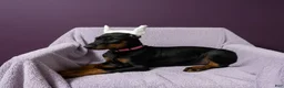 Doberman Pinscher dogs for sale: Doberman Pinscher Puppy 1 - Ad 2