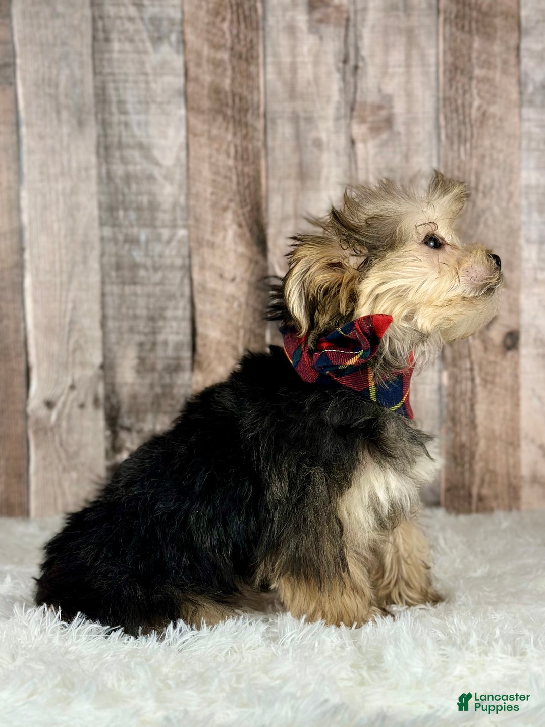 Morkie dogs for sale: Girl Opal - 0002 - Ad 4