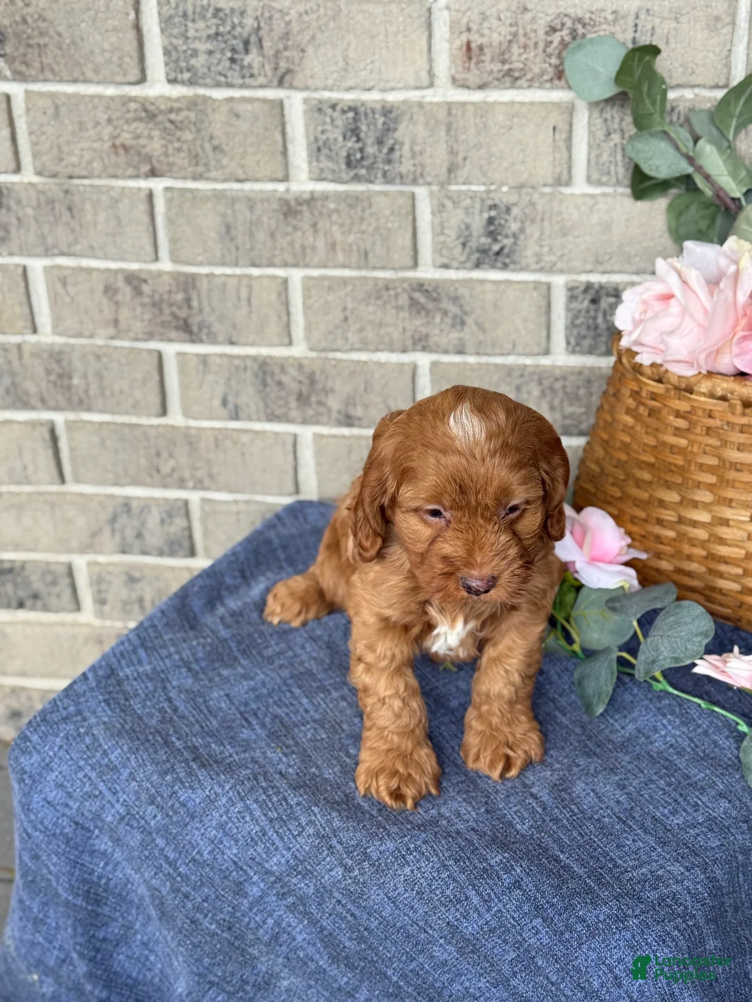 Cockapoo dogs for sale: Maverick - Ad 5