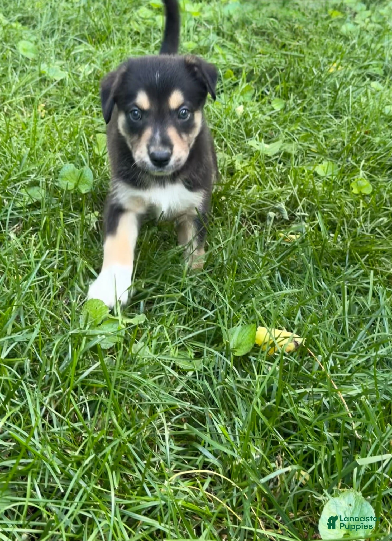 Mixed Breed dogs Puppy 7 - Ad 3