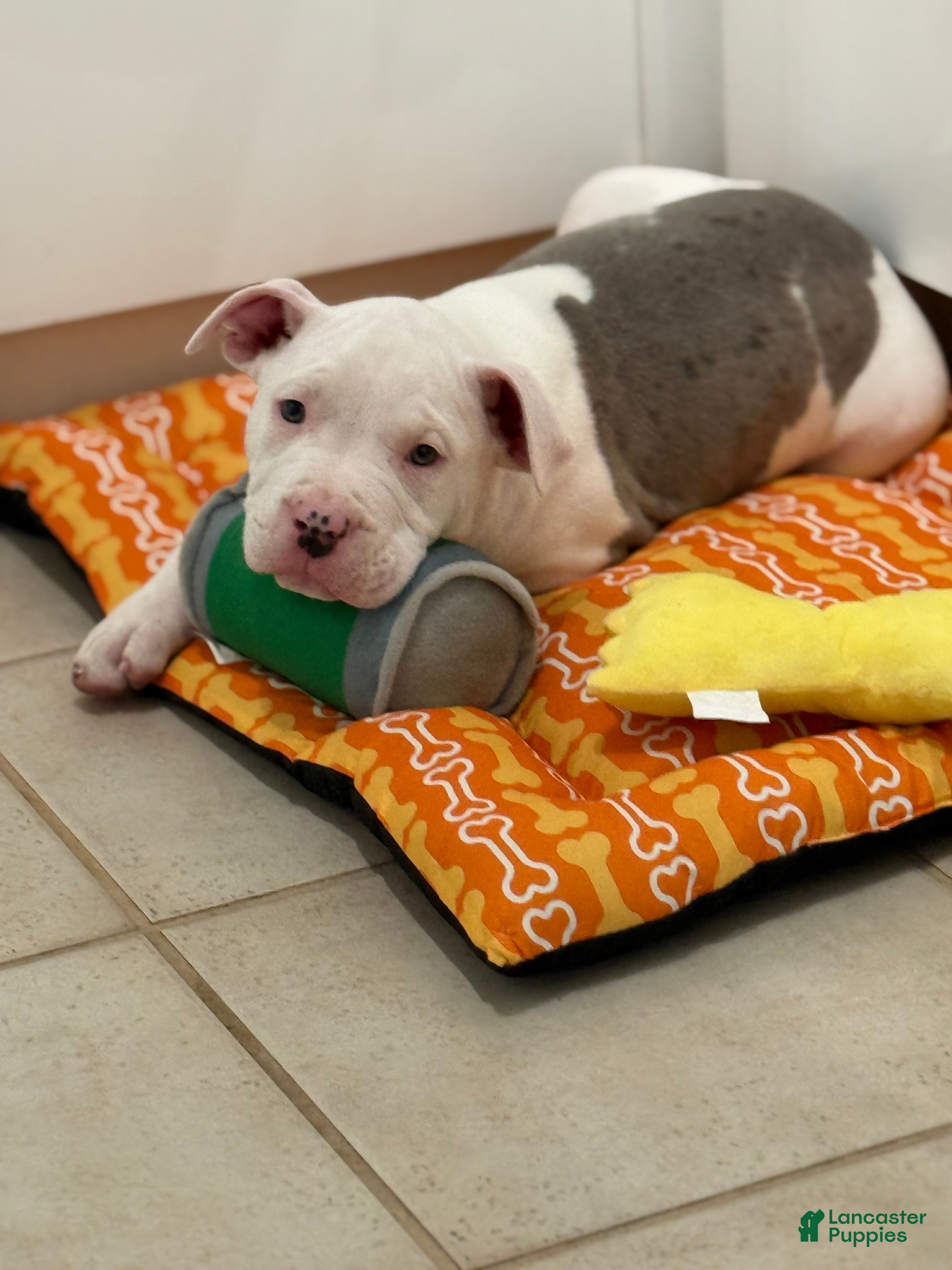 Mixed Breed dogs Mixed Breed Puppy 1 - Ad 16