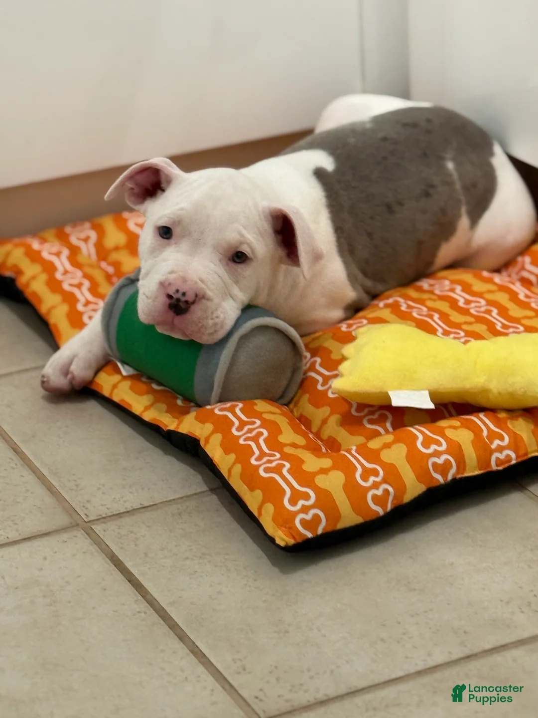 Mixed Breed dogs for sale: Mixed Breed Puppy 1 - Ad 1