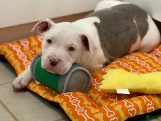 Mixed Breed dogs Mixed Breed Puppy 1 - Ad 16