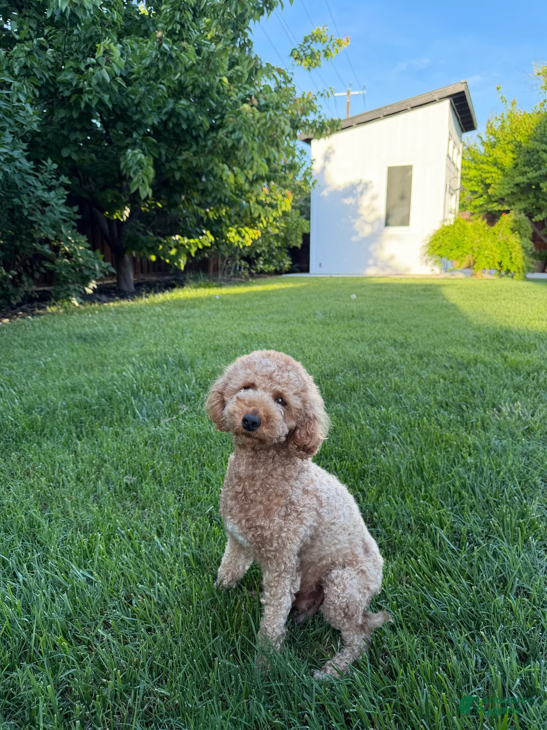 Goldendoodle dogs for sale: Lavender  - Ad 2