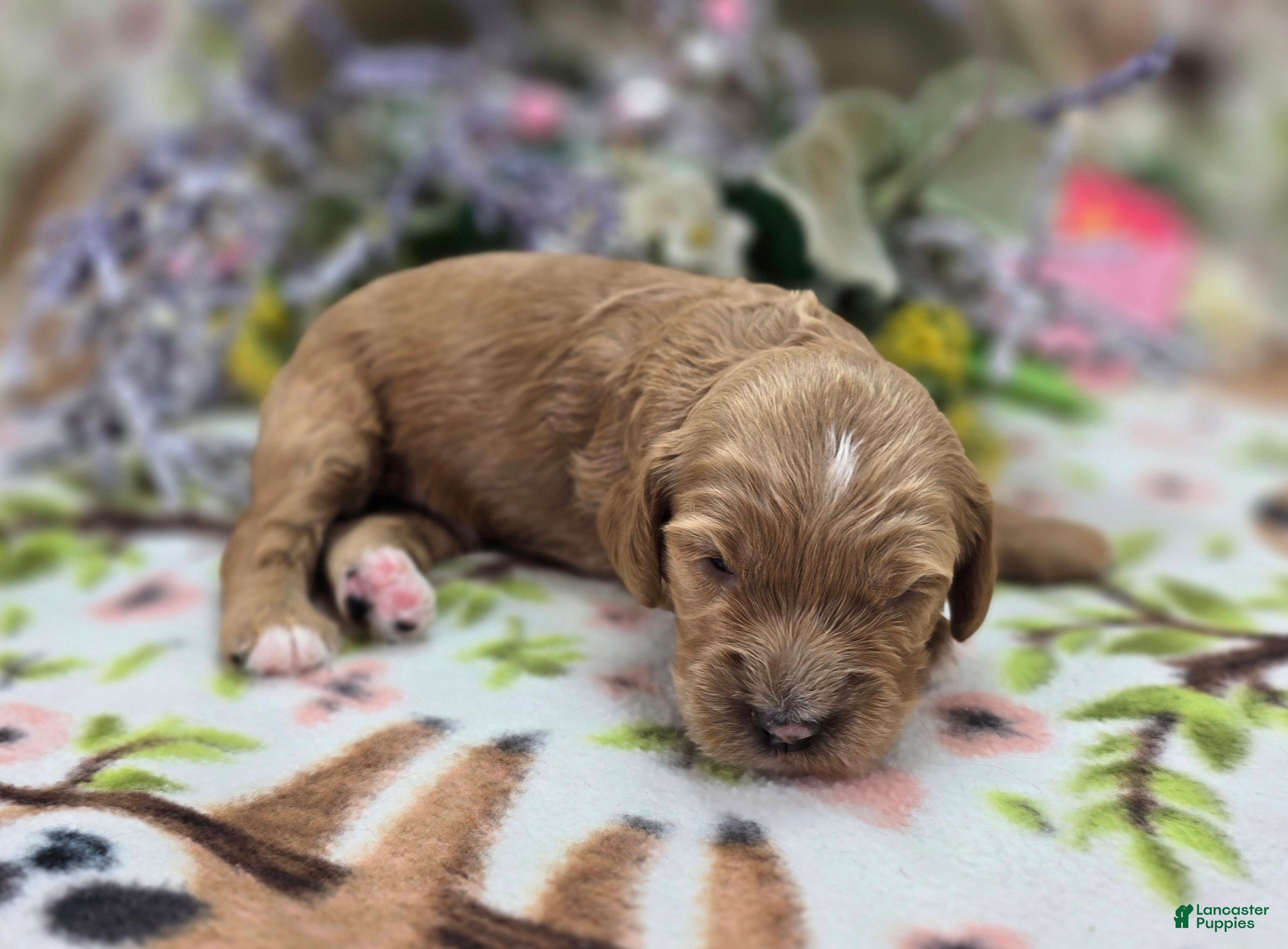 Cockapoo dogs Bud - Ad 18