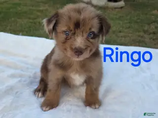 Australian Shepherd dogs Ringo - Ad 36