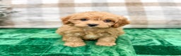 Cavapoo dogs for sale: Champ - Ad 1