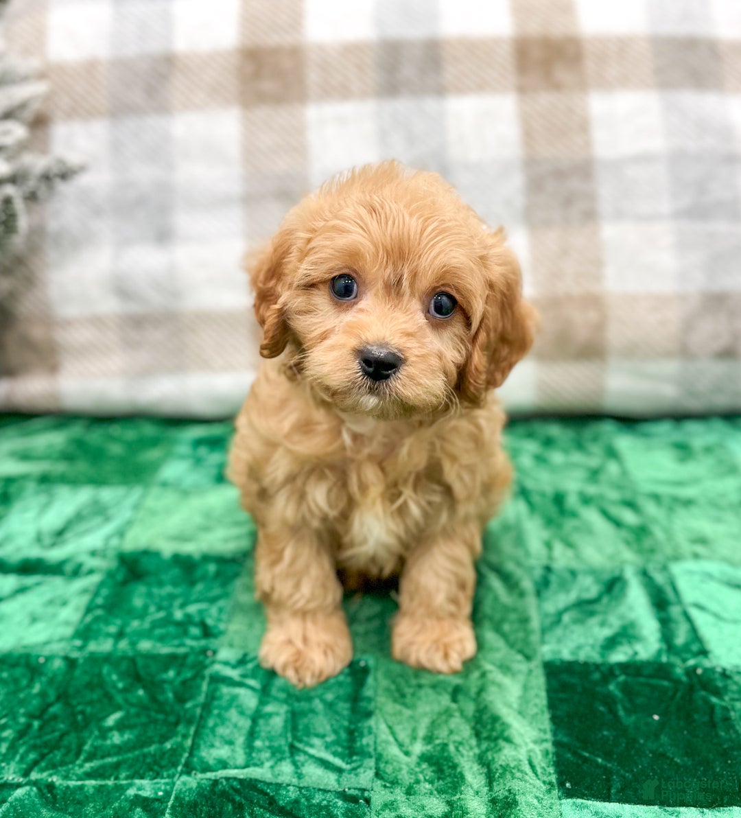 Cavapoo dogs for sale: Champ - Ad 1