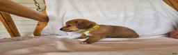 Miniature Dachshund dogs for sale: Callie - Ad 2