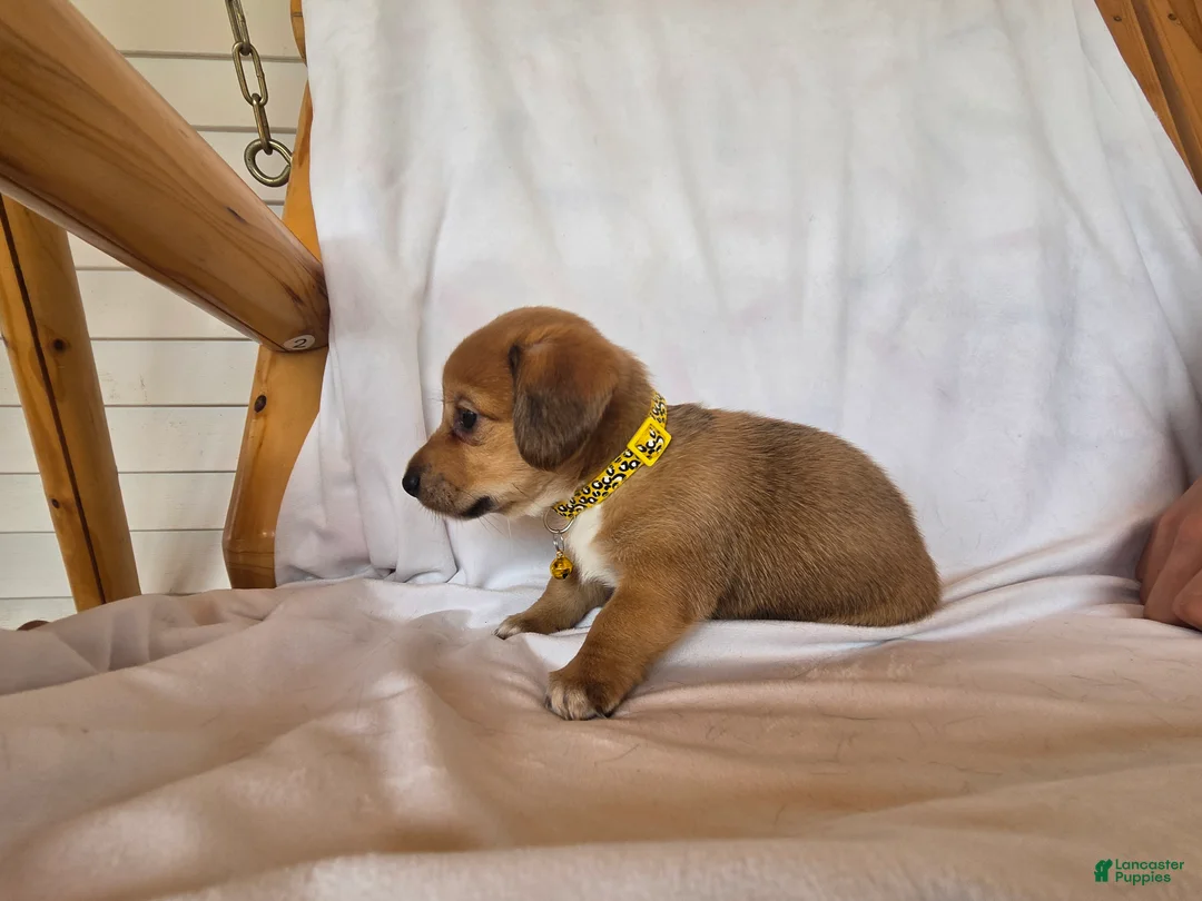Miniature Dachshund dogs for sale: Callie - Ad 2