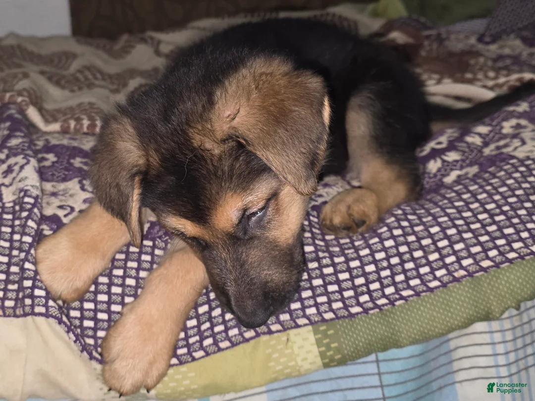 German Shepherd dogs for sale: Zelda (7) - Ad 6