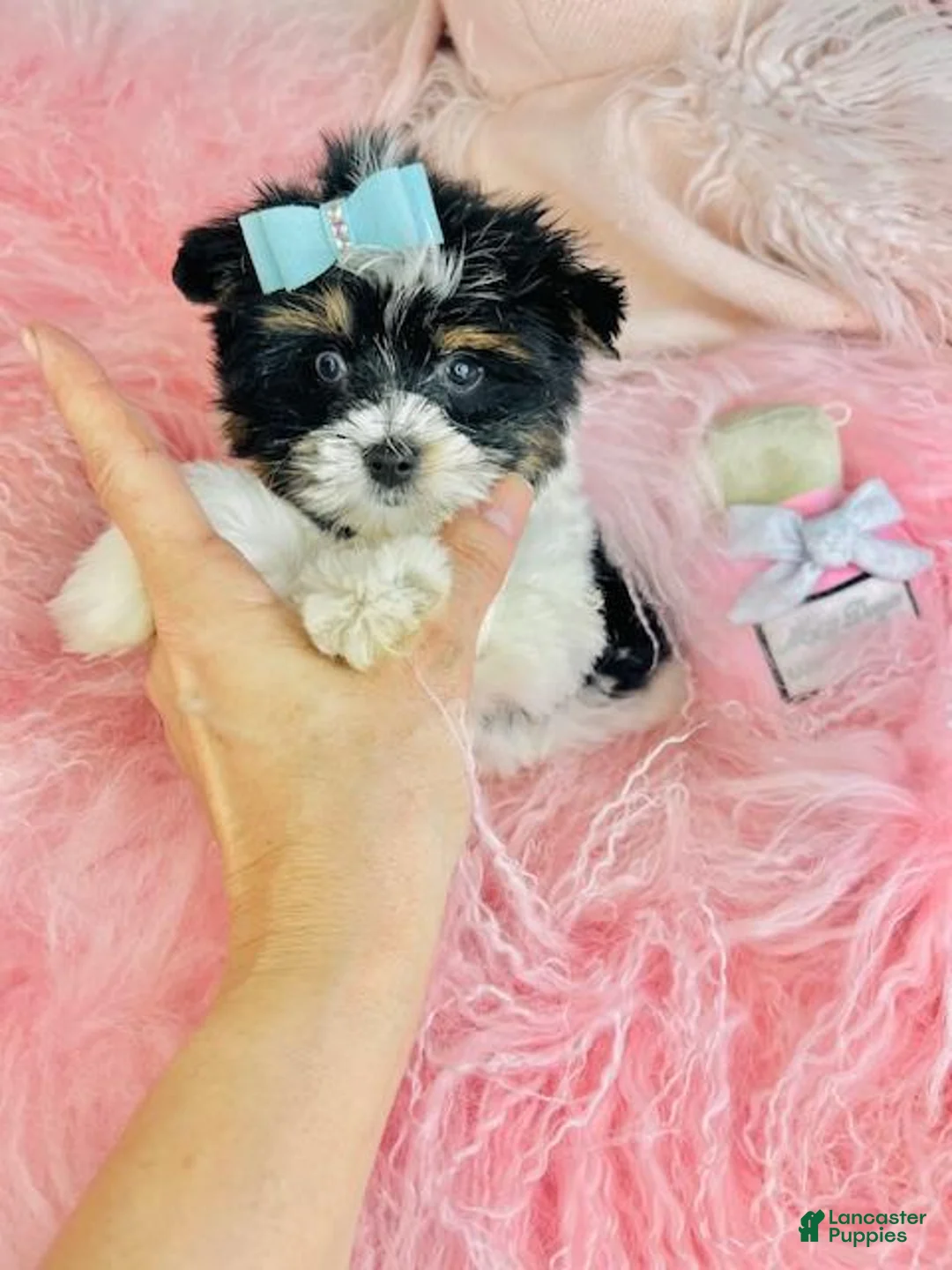 Biewer Terrier dogs for sale: Biewer Terrier 2 - Ad 5