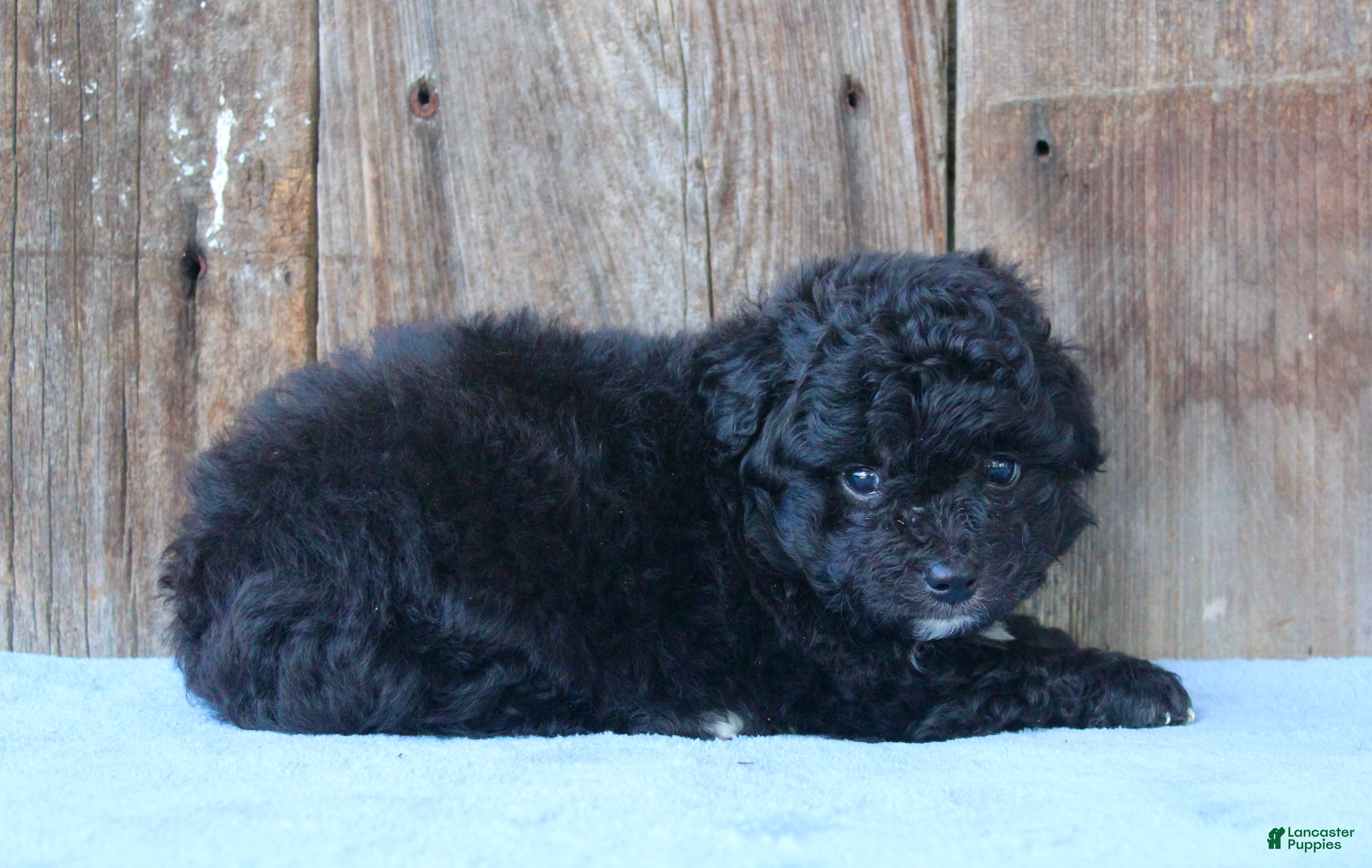 Mixed Breed dogs Elton (toy) - Ad 1