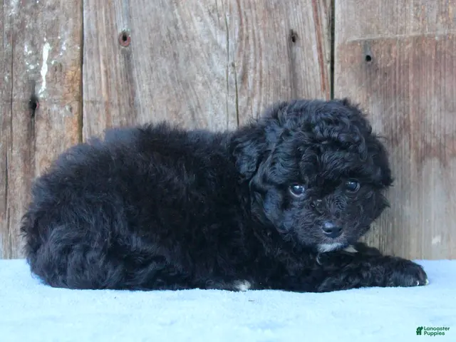 Mixed Breed dogs Elton (toy) - Ad 1