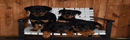 Rottweiler dogs for sale: Buster - Ad 5