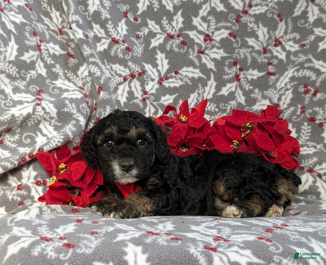 Cockapoo dogs for sale: Brent Hypoallergenic - Ad 4