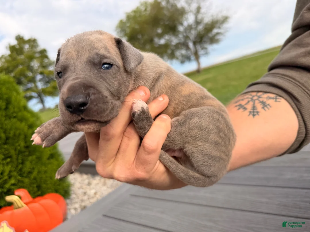Great Dane dogs for sale: Oscar  - Ad 3