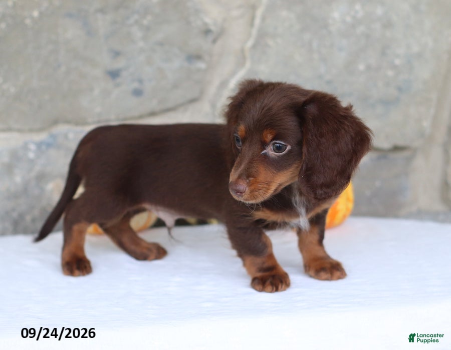 Miniature Dachshund dogs Tommy - Ad 2